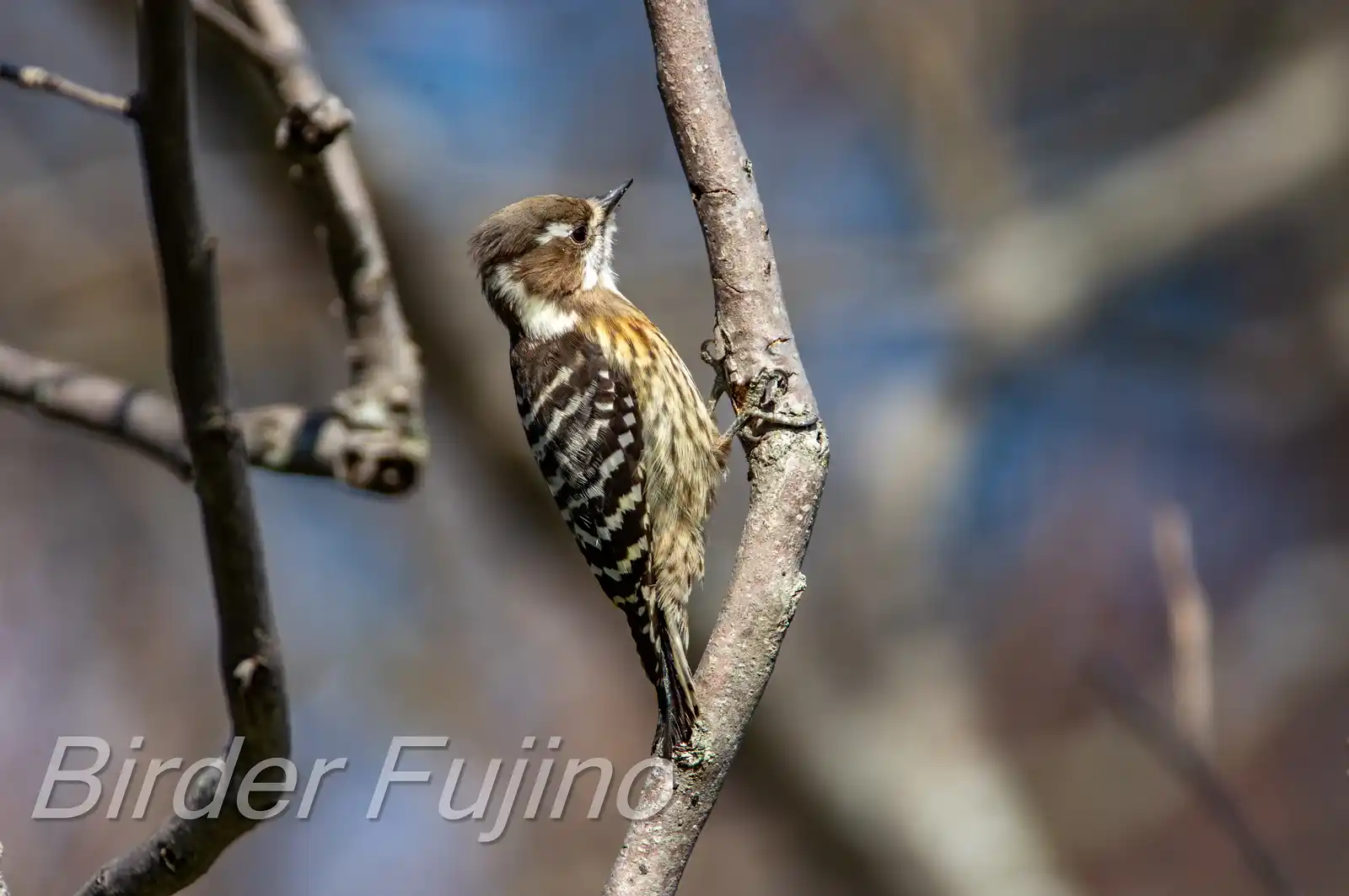 野鳥写真・コゲラの写真