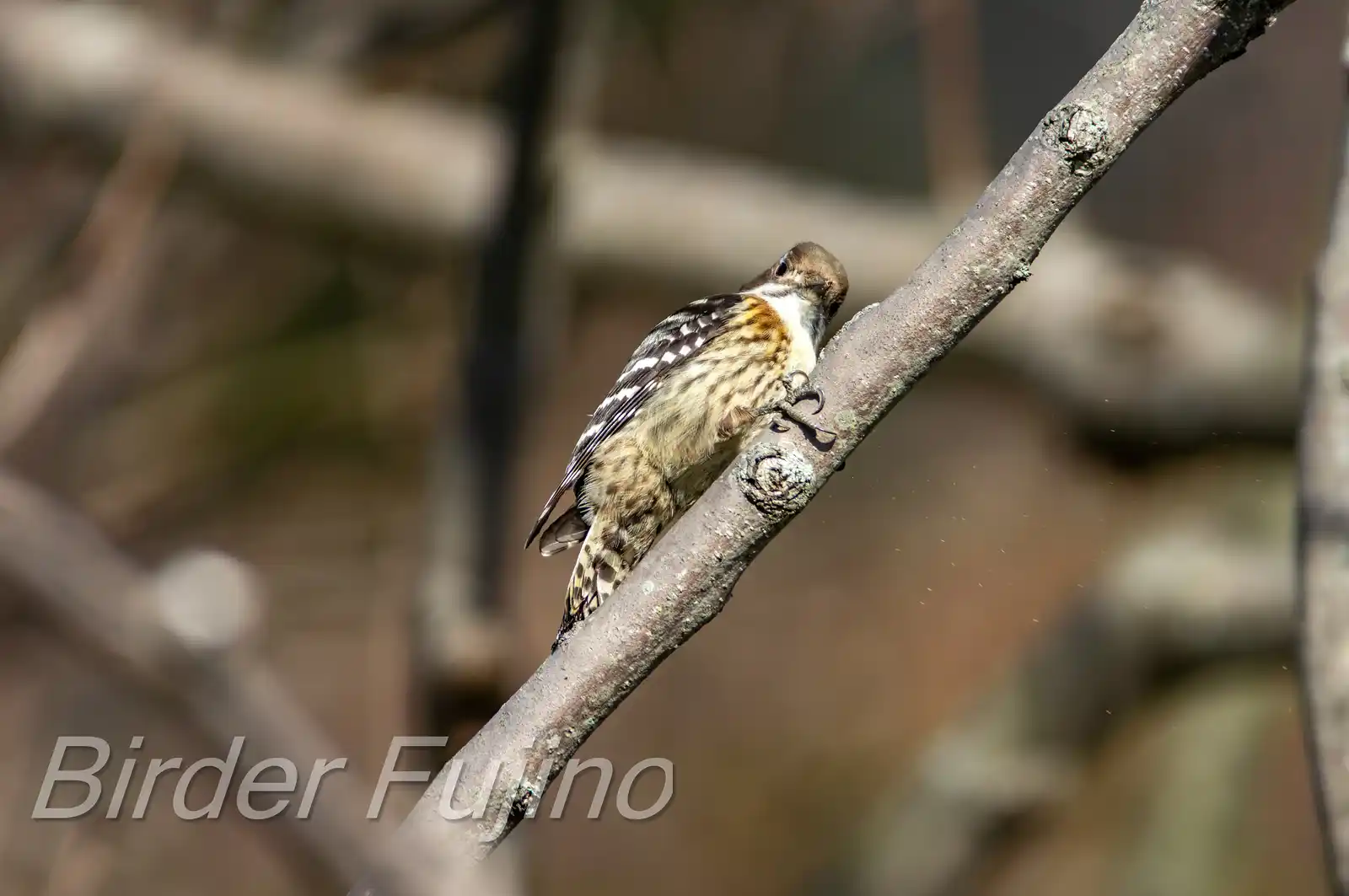 野鳥写真・コゲラの写真