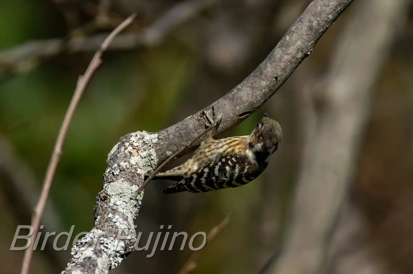 野鳥写真・コゲラの写真