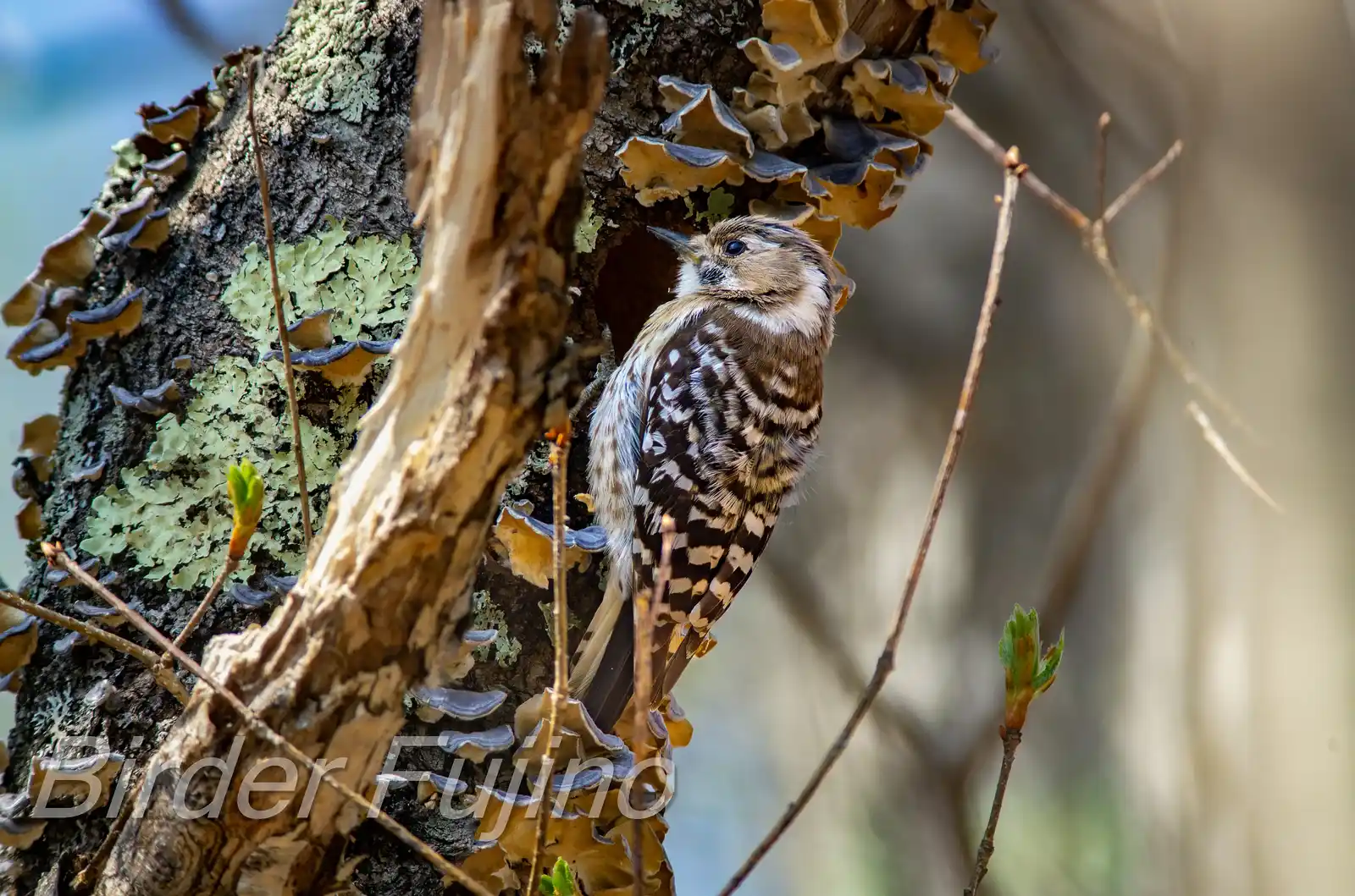 野鳥写真・コゲラの写真