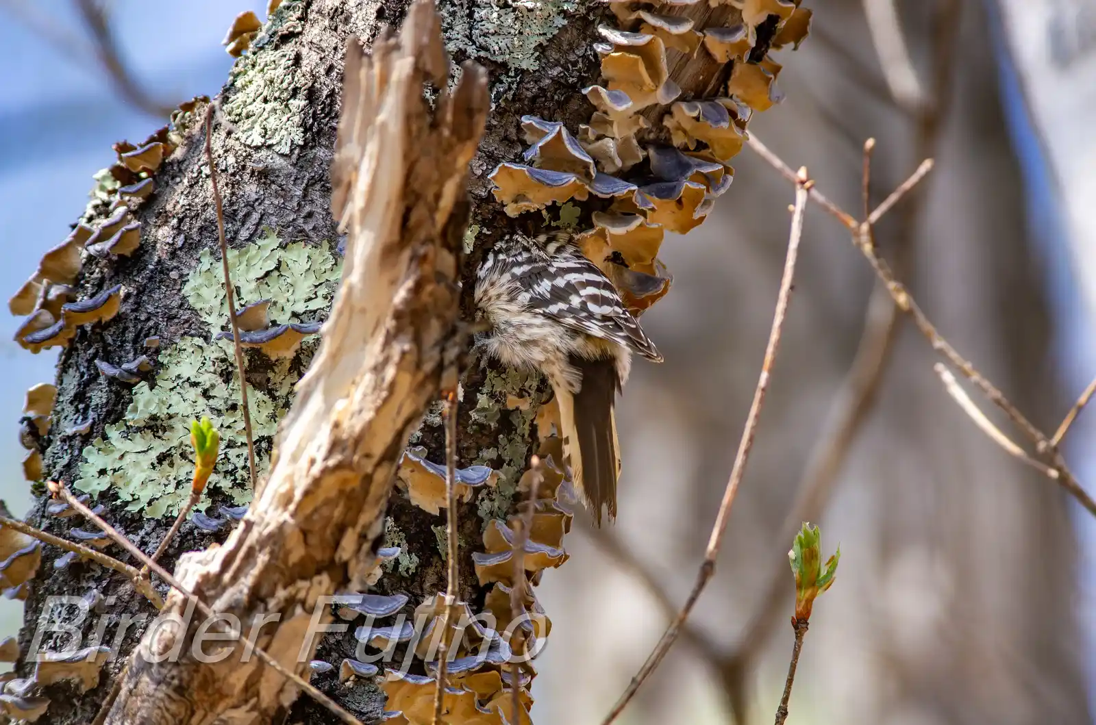 野鳥写真・コゲラの写真