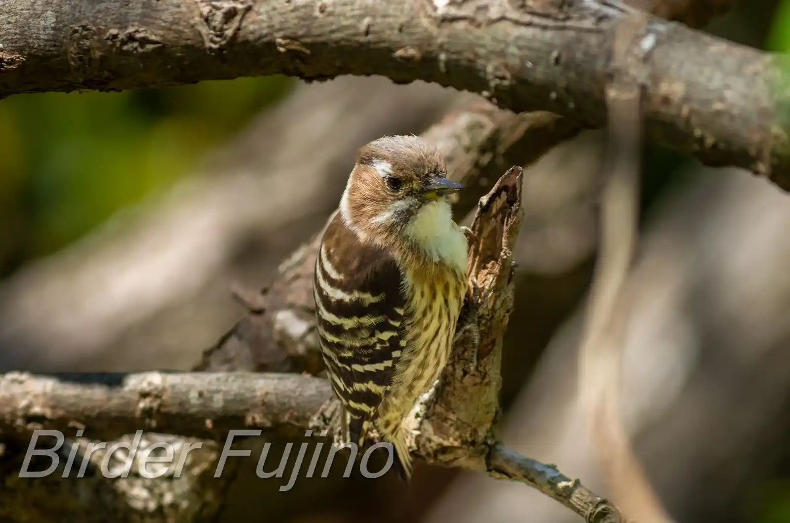 野鳥写真・コゲラの写真