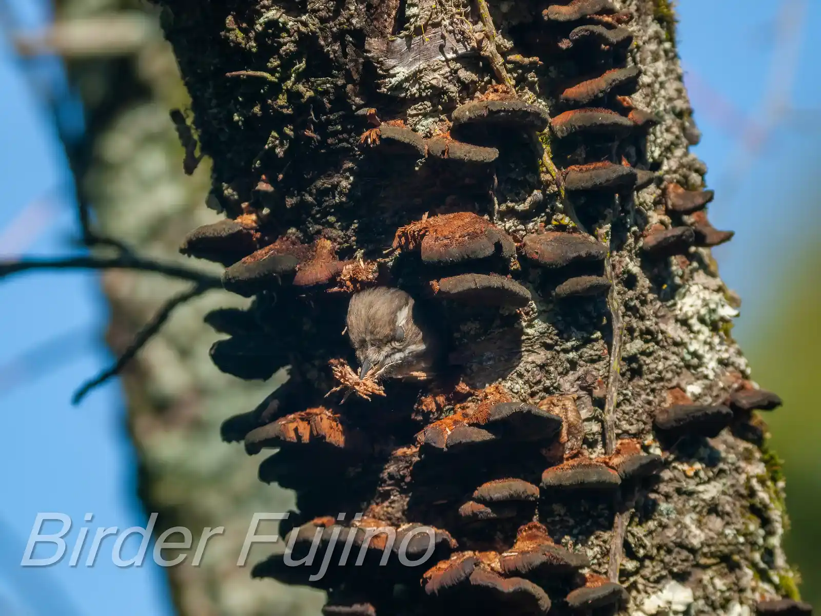 野鳥写真・コゲラの写真