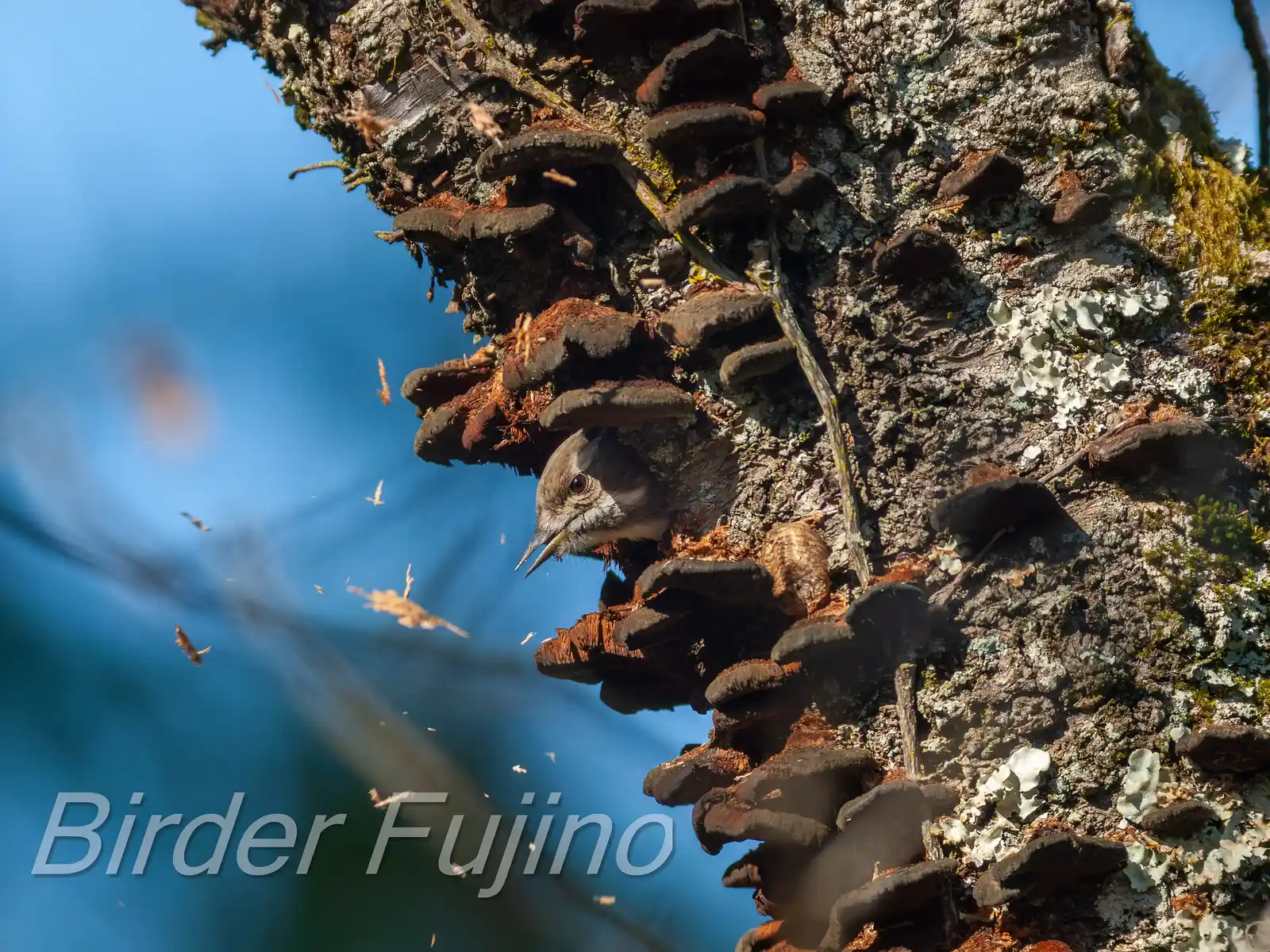 野鳥写真・コゲラの写真