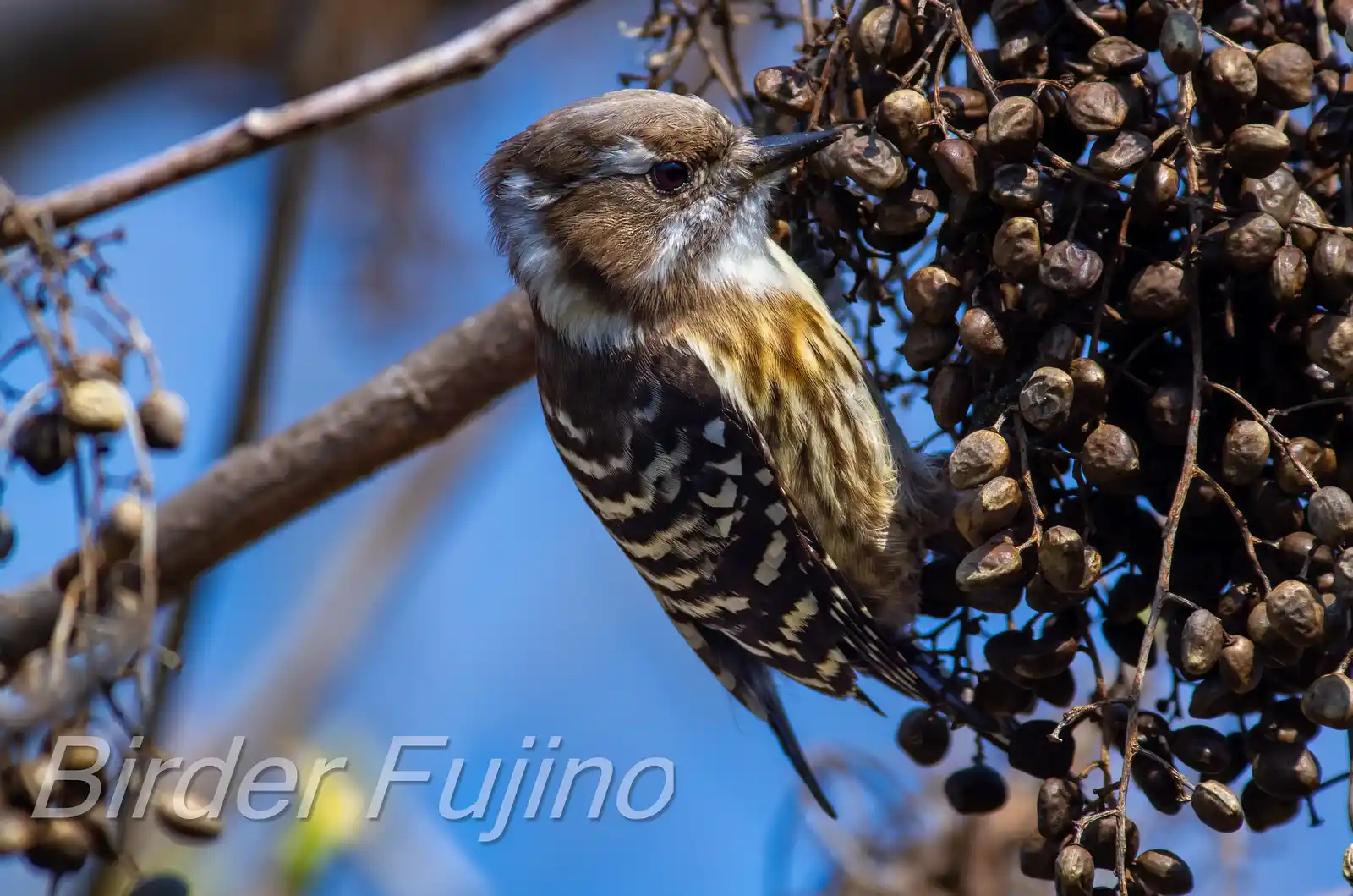 野鳥写真・コゲラの写真