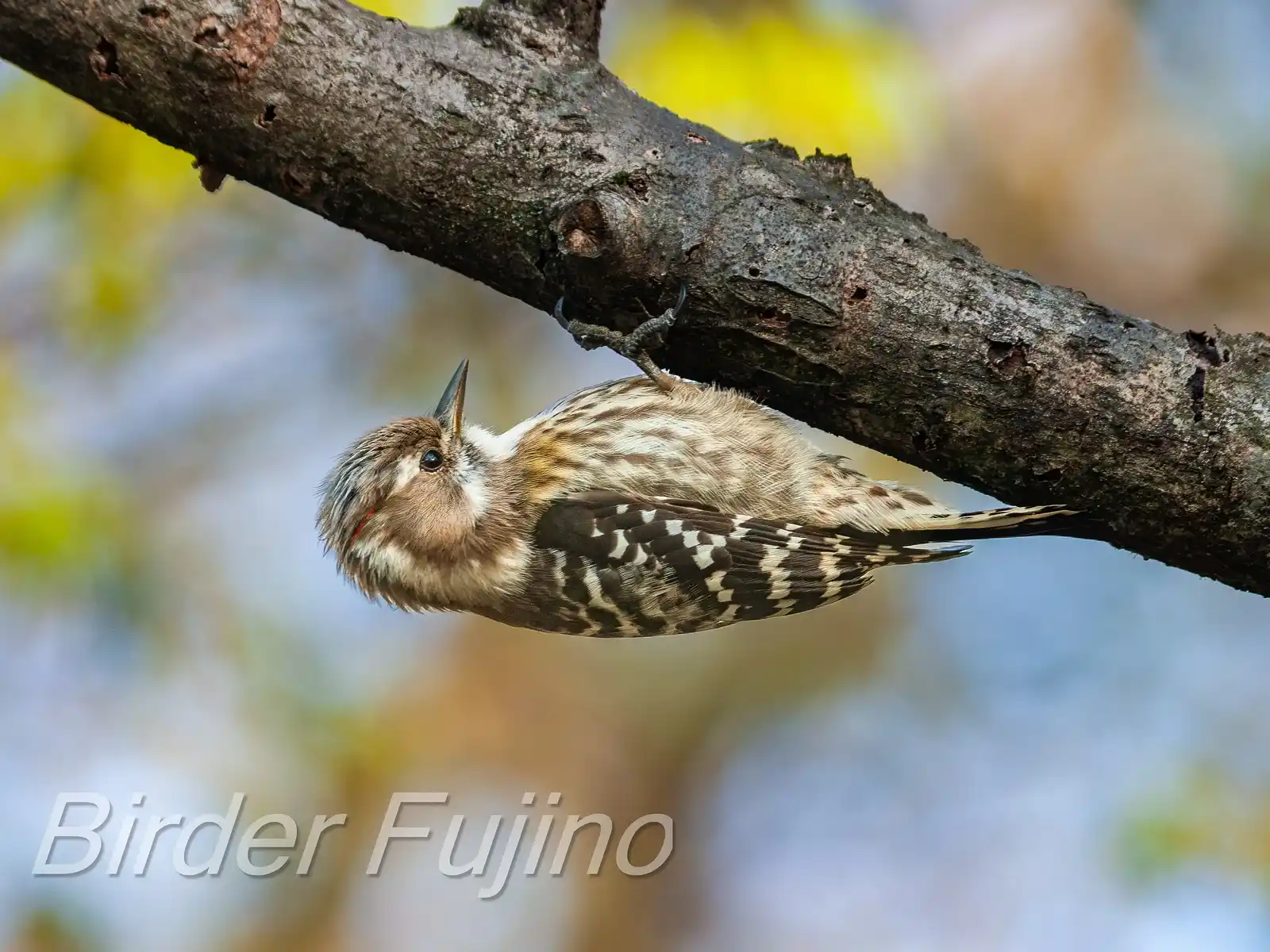 野鳥写真・コゲラの写真