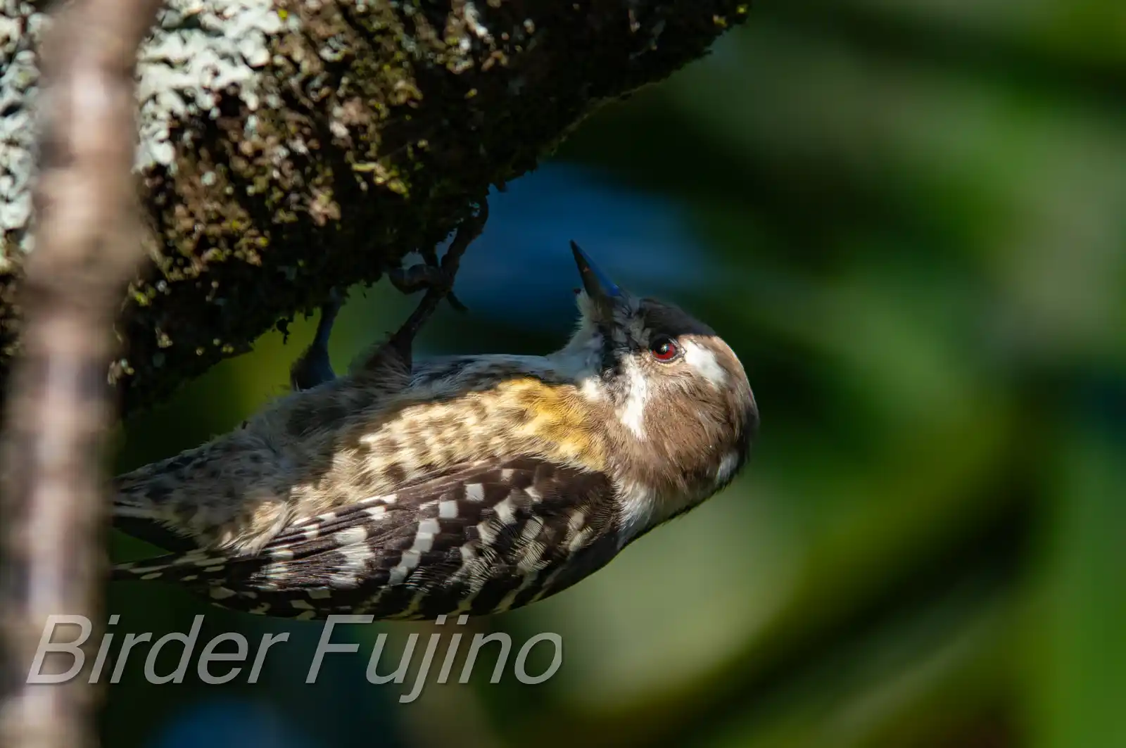 野鳥写真・コゲラの写真