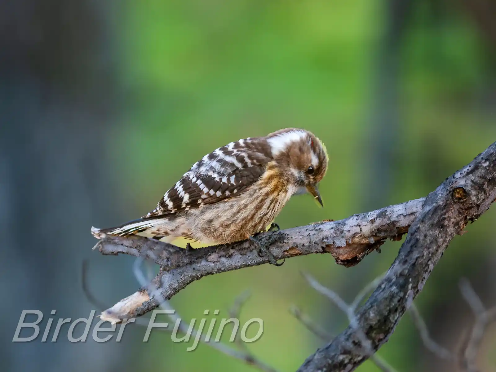 野鳥写真・コゲラの写真