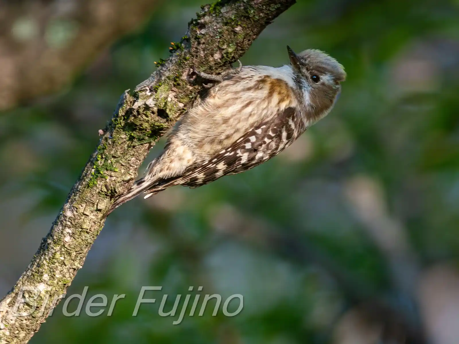 野鳥写真・コゲラの写真