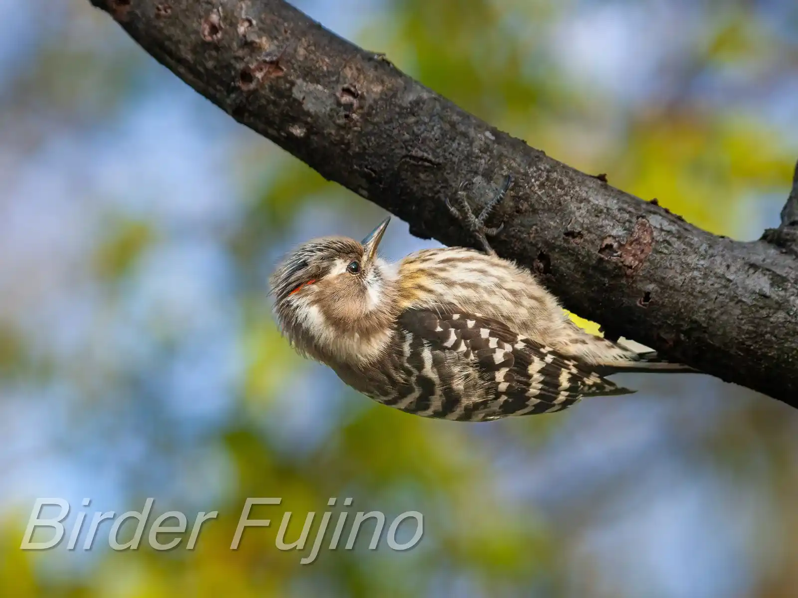 野鳥写真・コゲラの写真