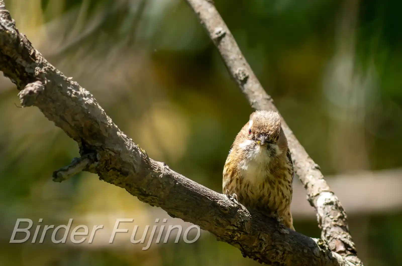 野鳥写真・コゲラの写真