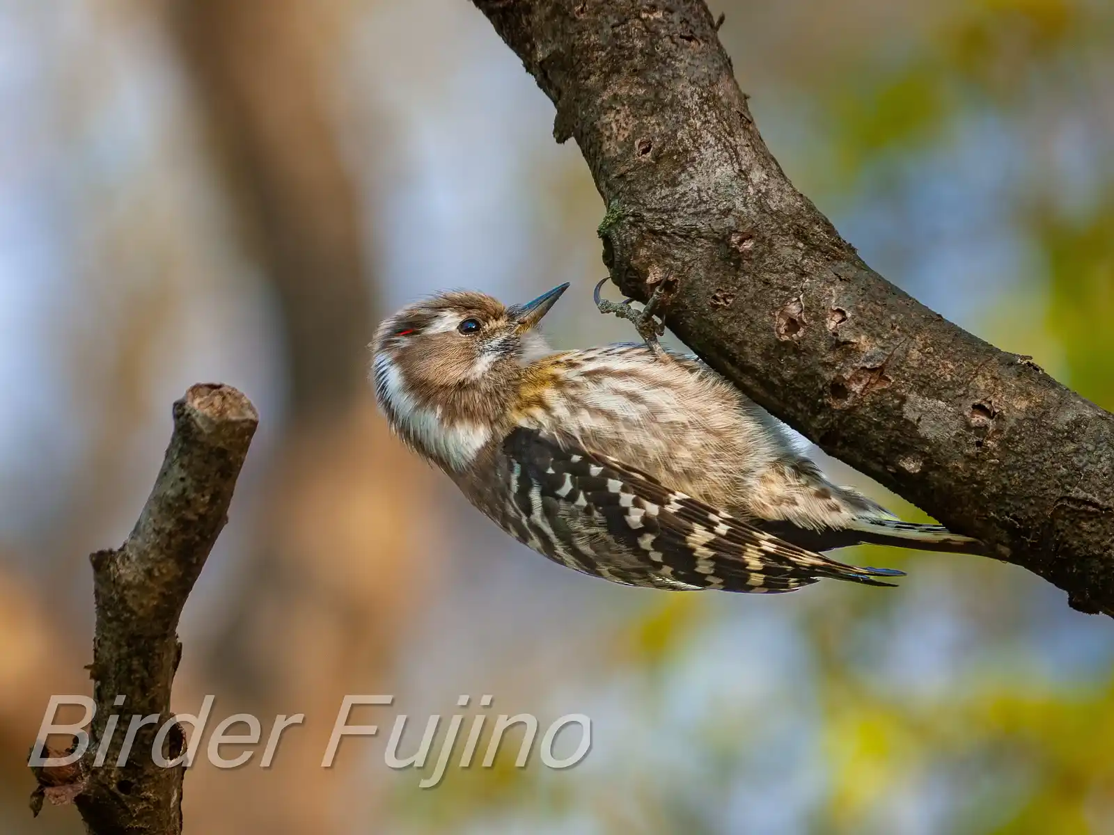 野鳥写真・コゲラの写真