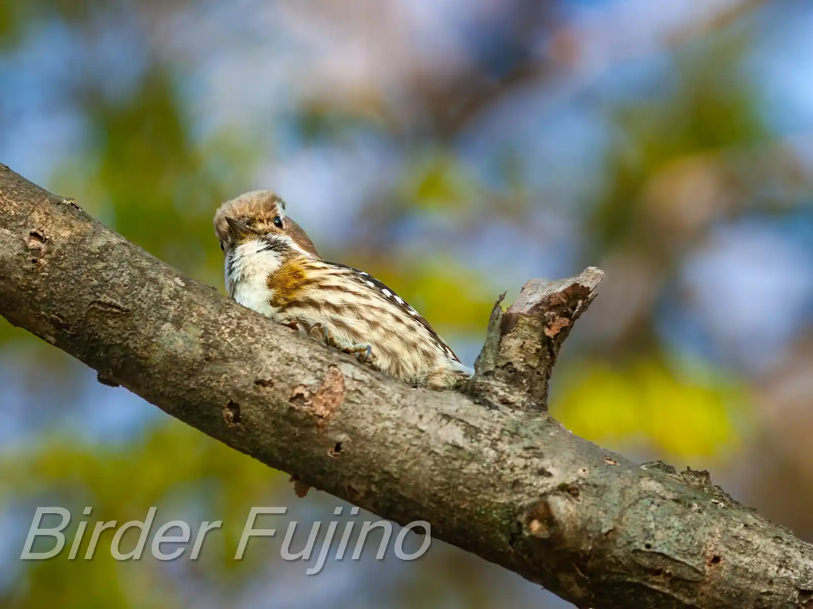 野鳥写真・コゲラの写真