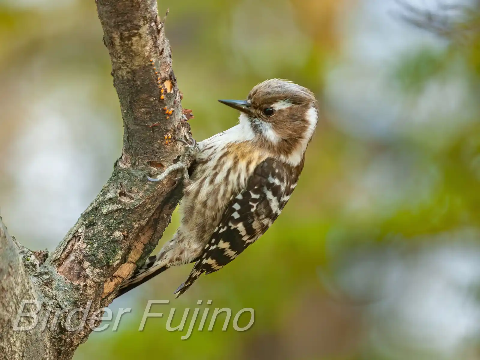 野鳥写真・コゲラの写真