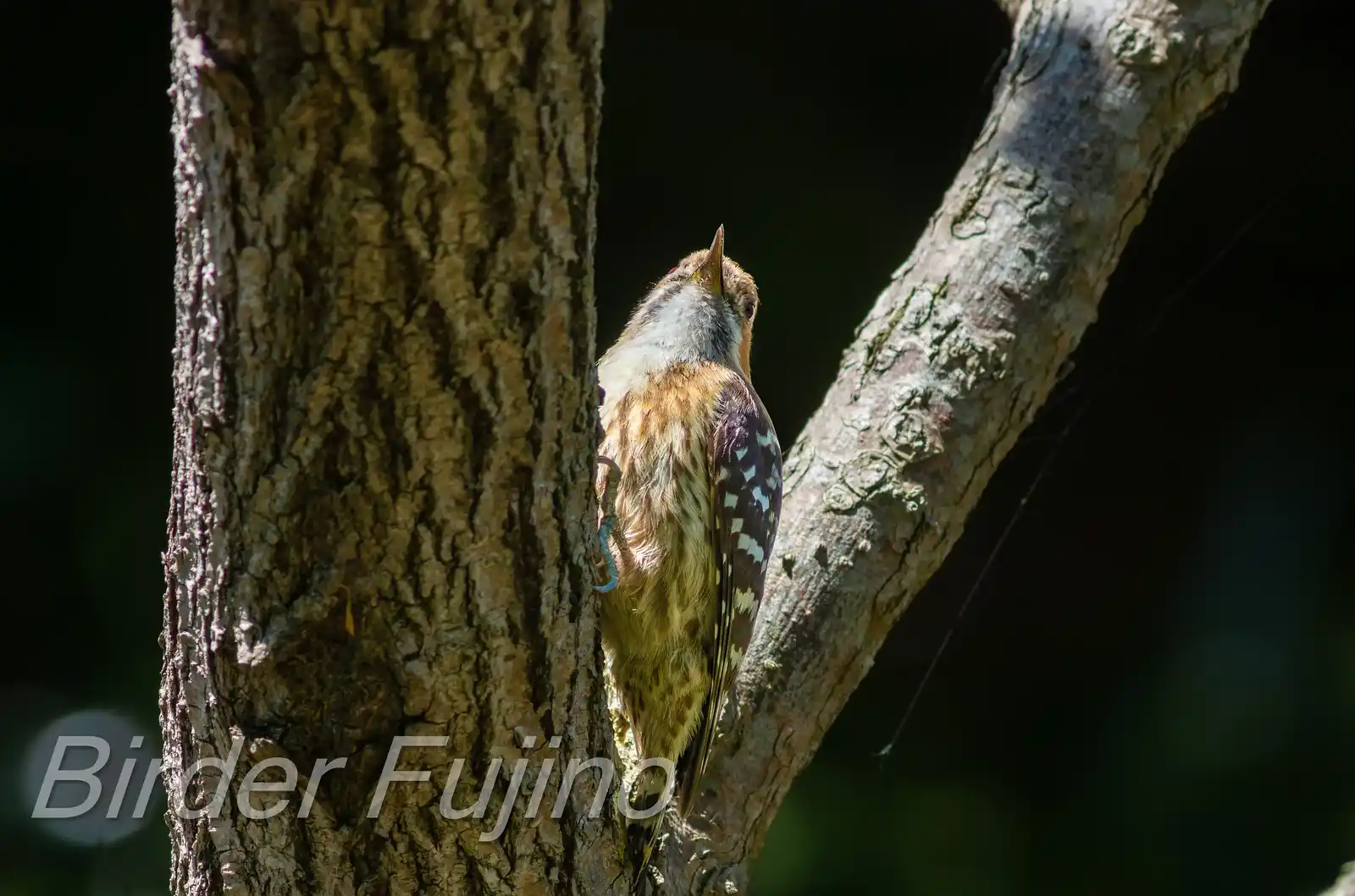 野鳥写真・コゲラの写真