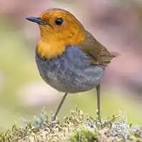 野鳥写真・コマドリ