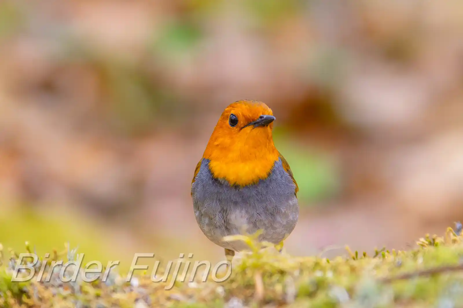 野鳥写真・コマドリの写真