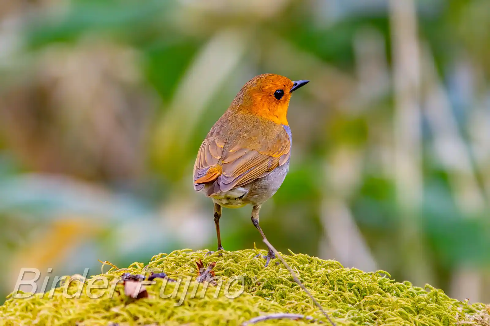 野鳥写真・コマドリの写真