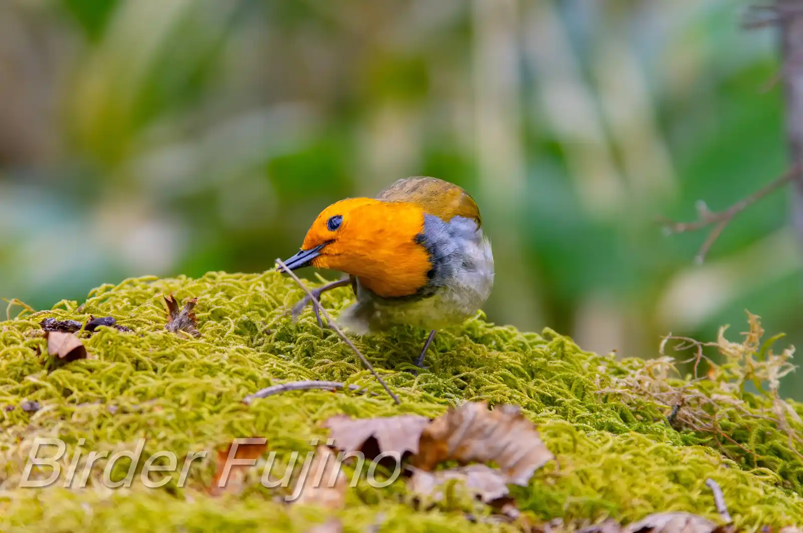 野鳥写真・コマドリの写真