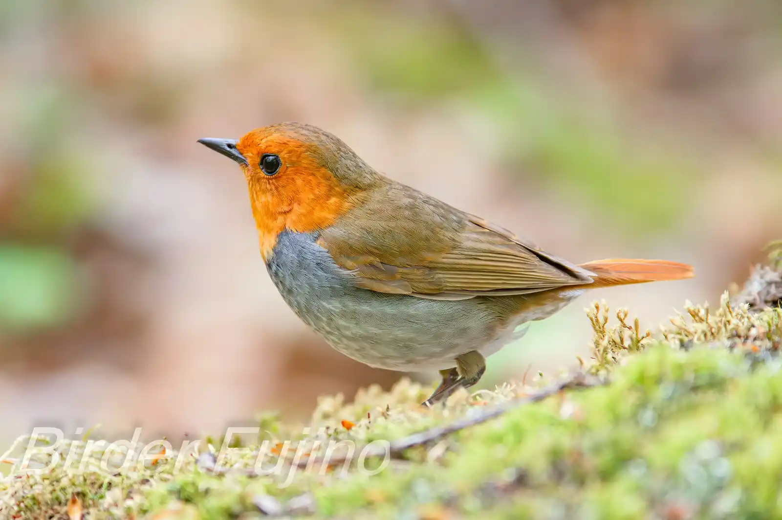 野鳥写真・コマドリの写真