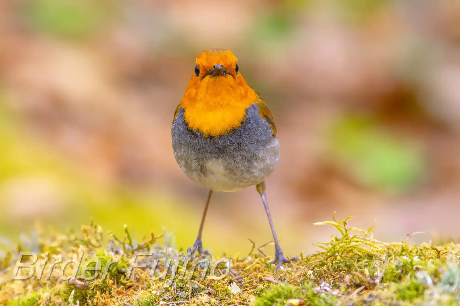 野鳥写真・コマドリの写真
