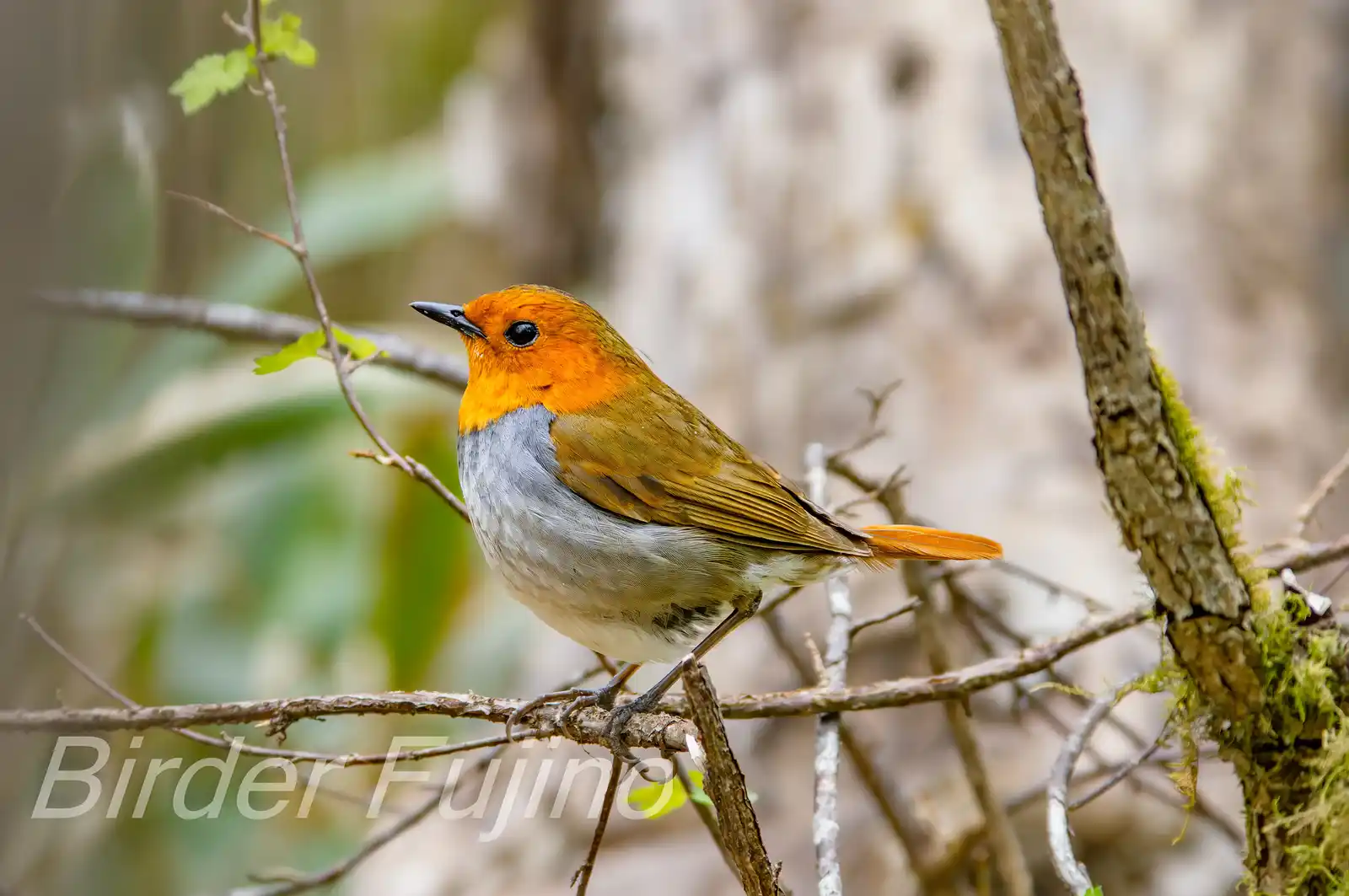 野鳥写真・コマドリの写真