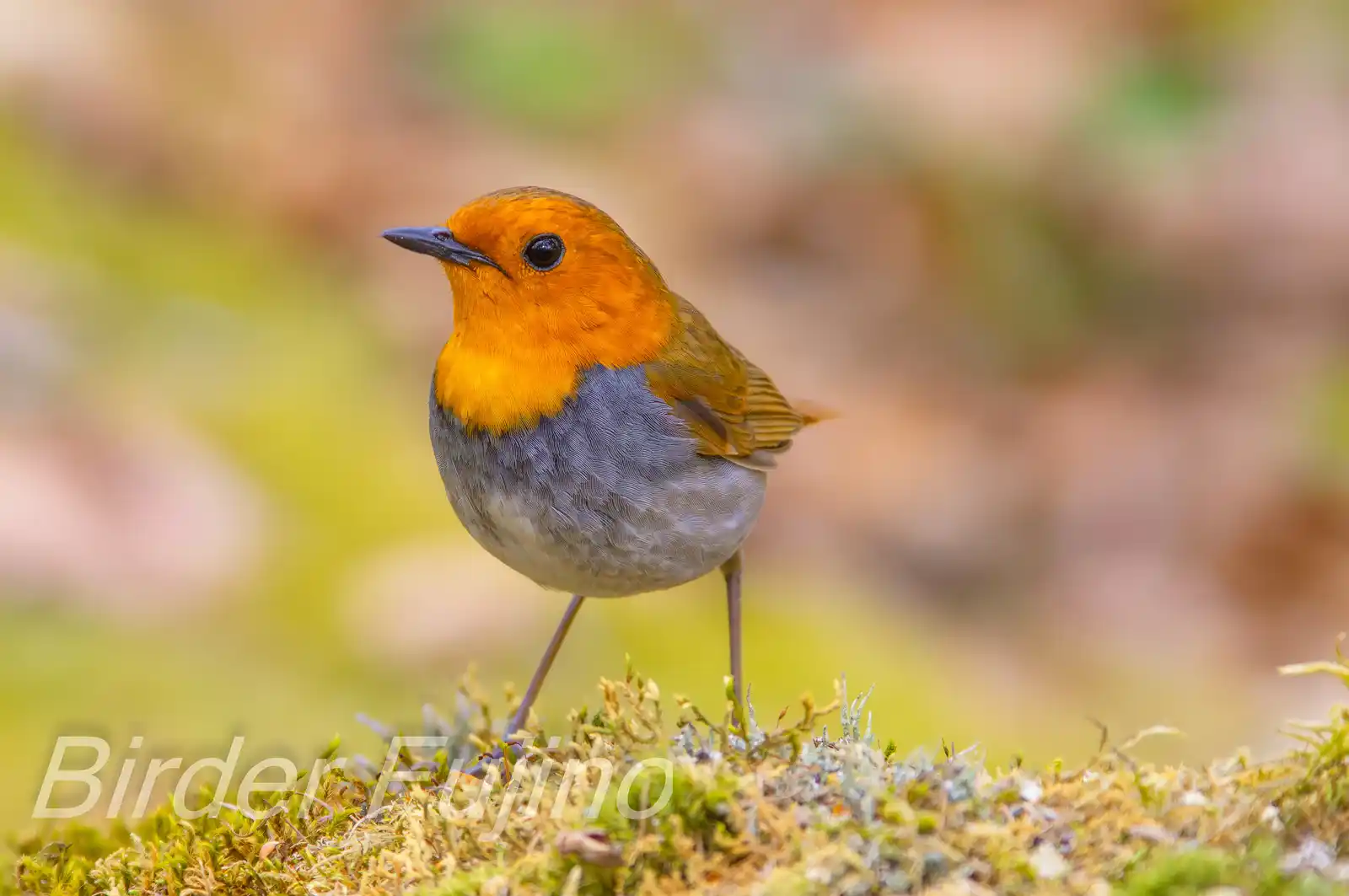 野鳥写真・コマドリの写真