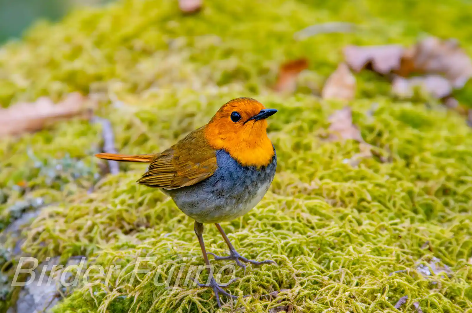 野鳥写真・コマドリの写真