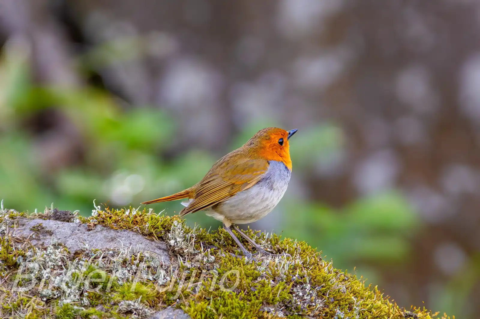 野鳥写真・コマドリの写真
