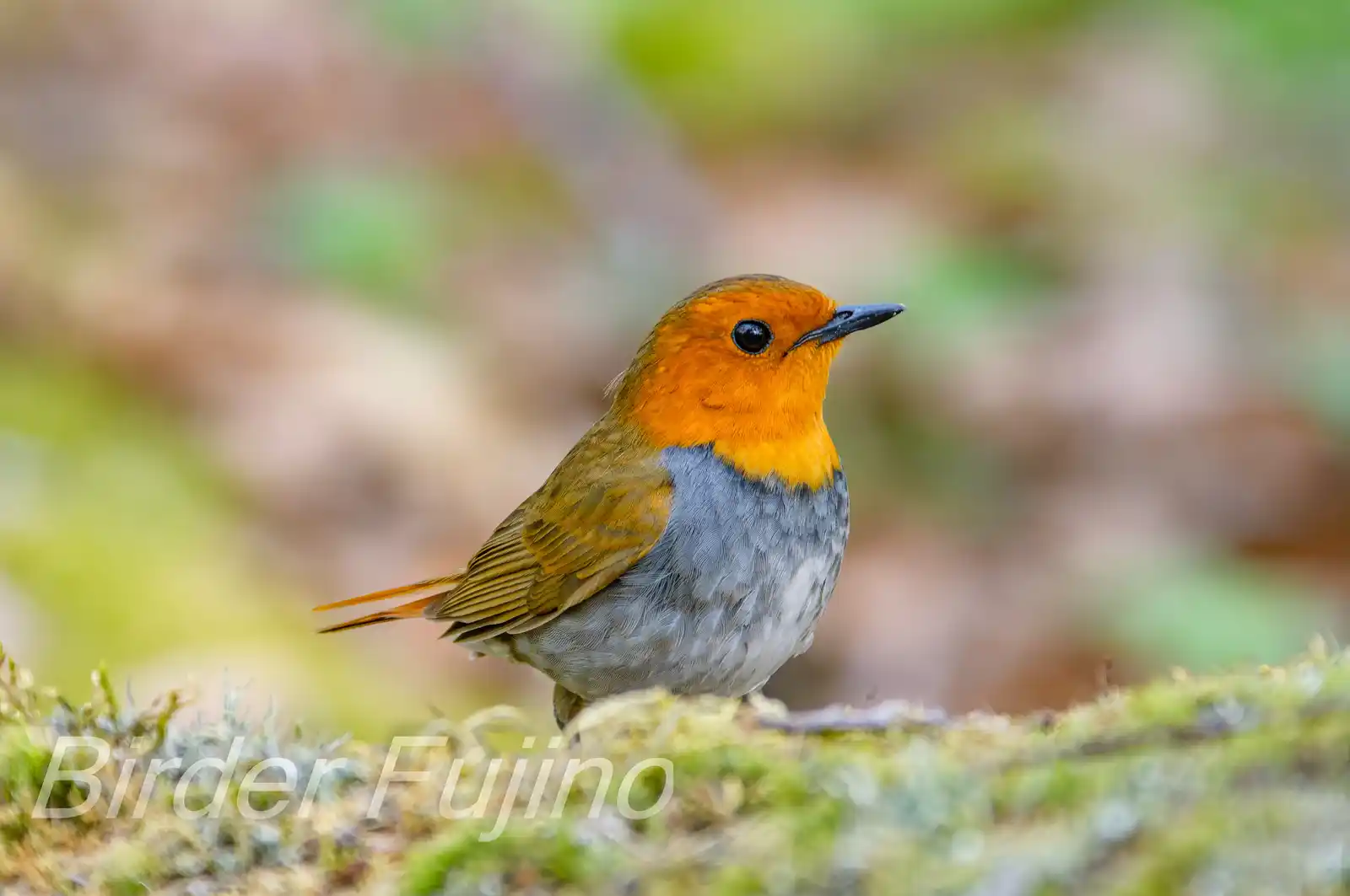 野鳥写真・コマドリの写真