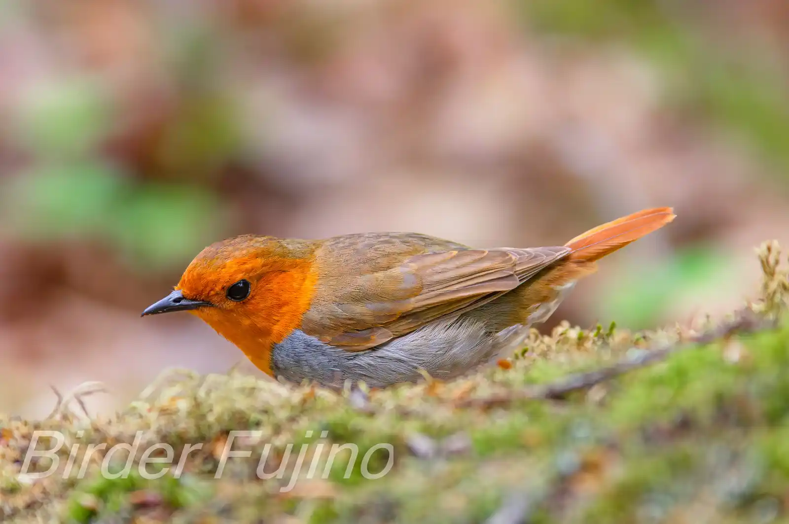 野鳥写真・コマドリの写真