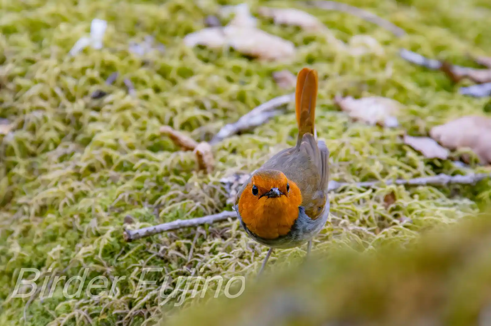野鳥写真・コマドリの写真