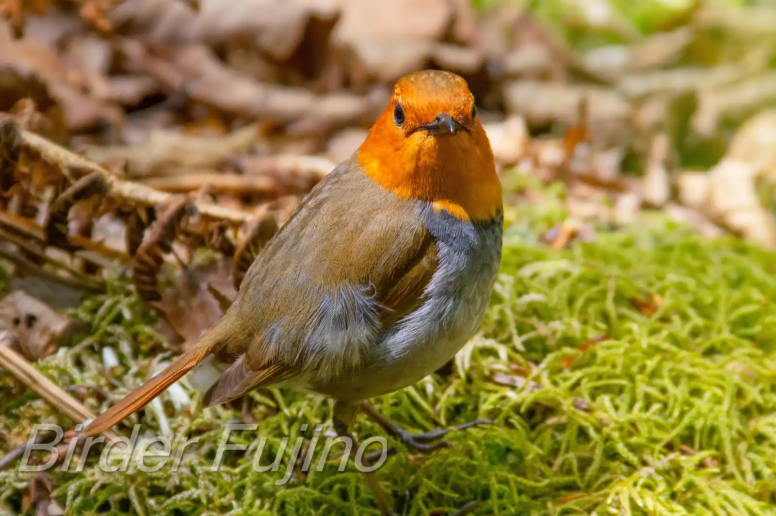 野鳥写真・コマドリの写真