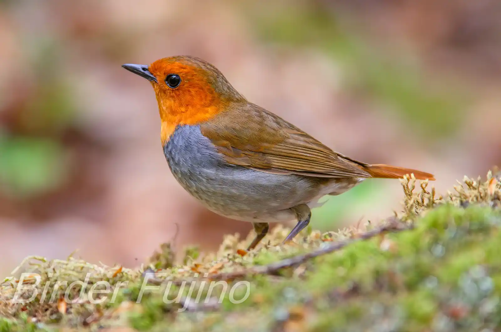 野鳥写真・コマドリの写真