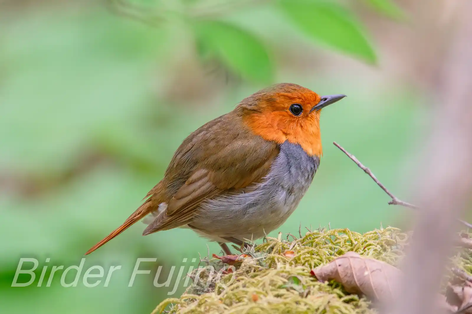 野鳥写真・コマドリの写真