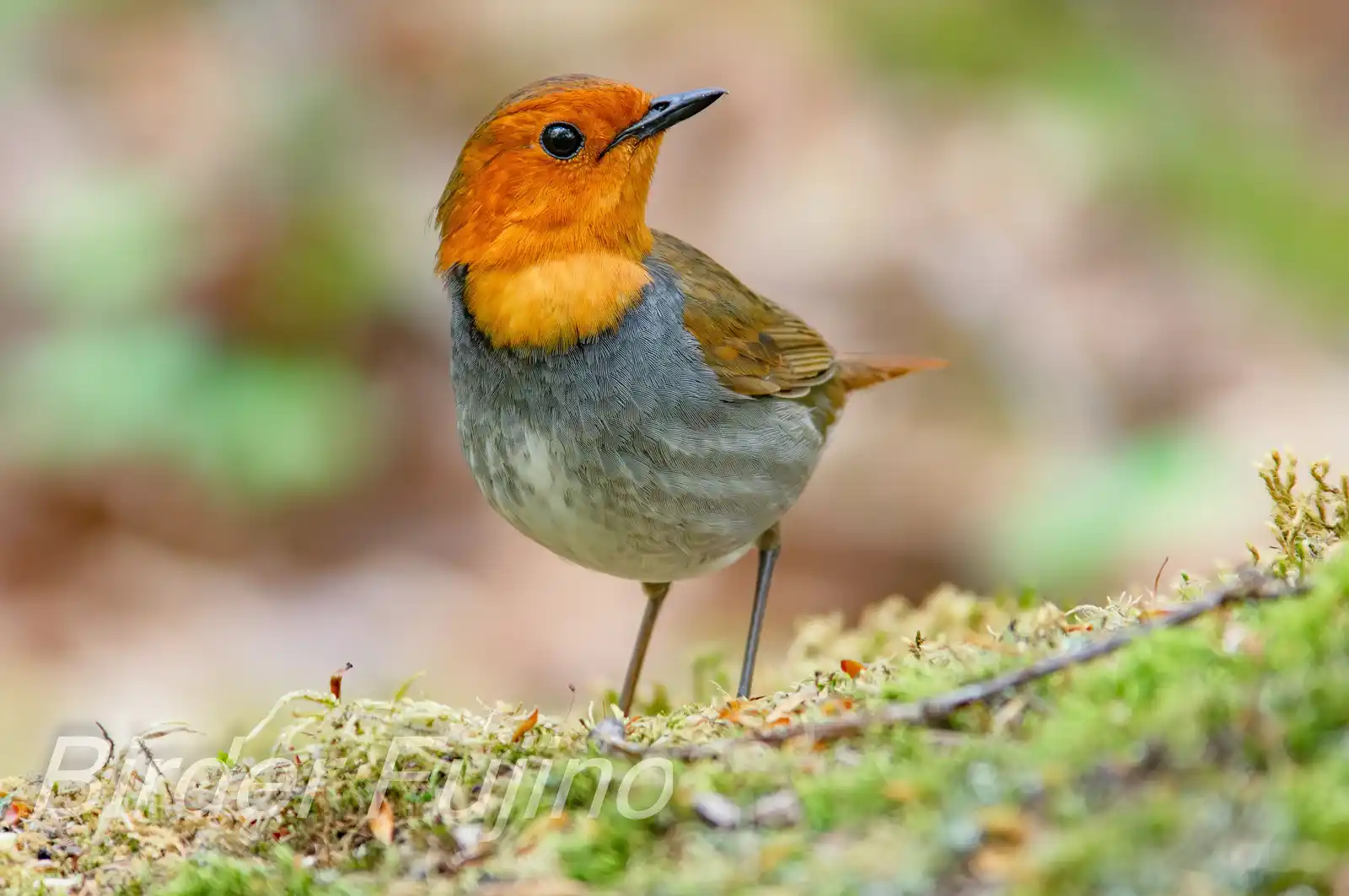 野鳥写真・コマドリの写真