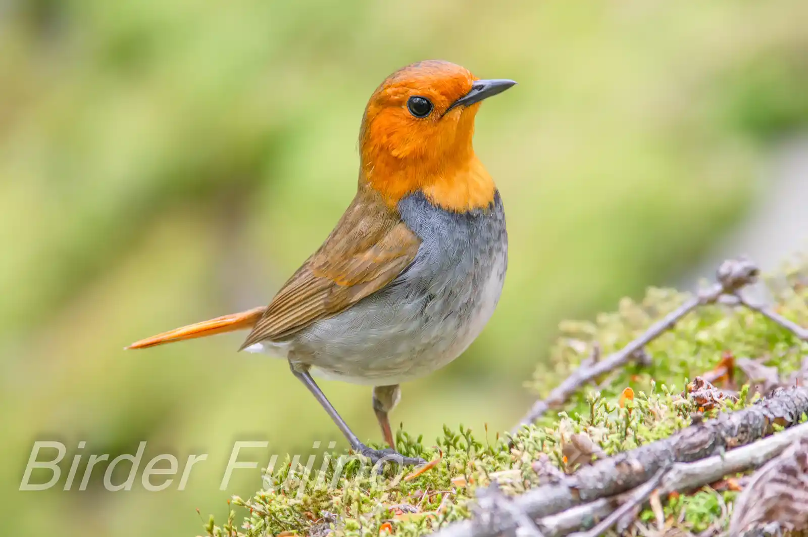 野鳥写真・コマドリの写真