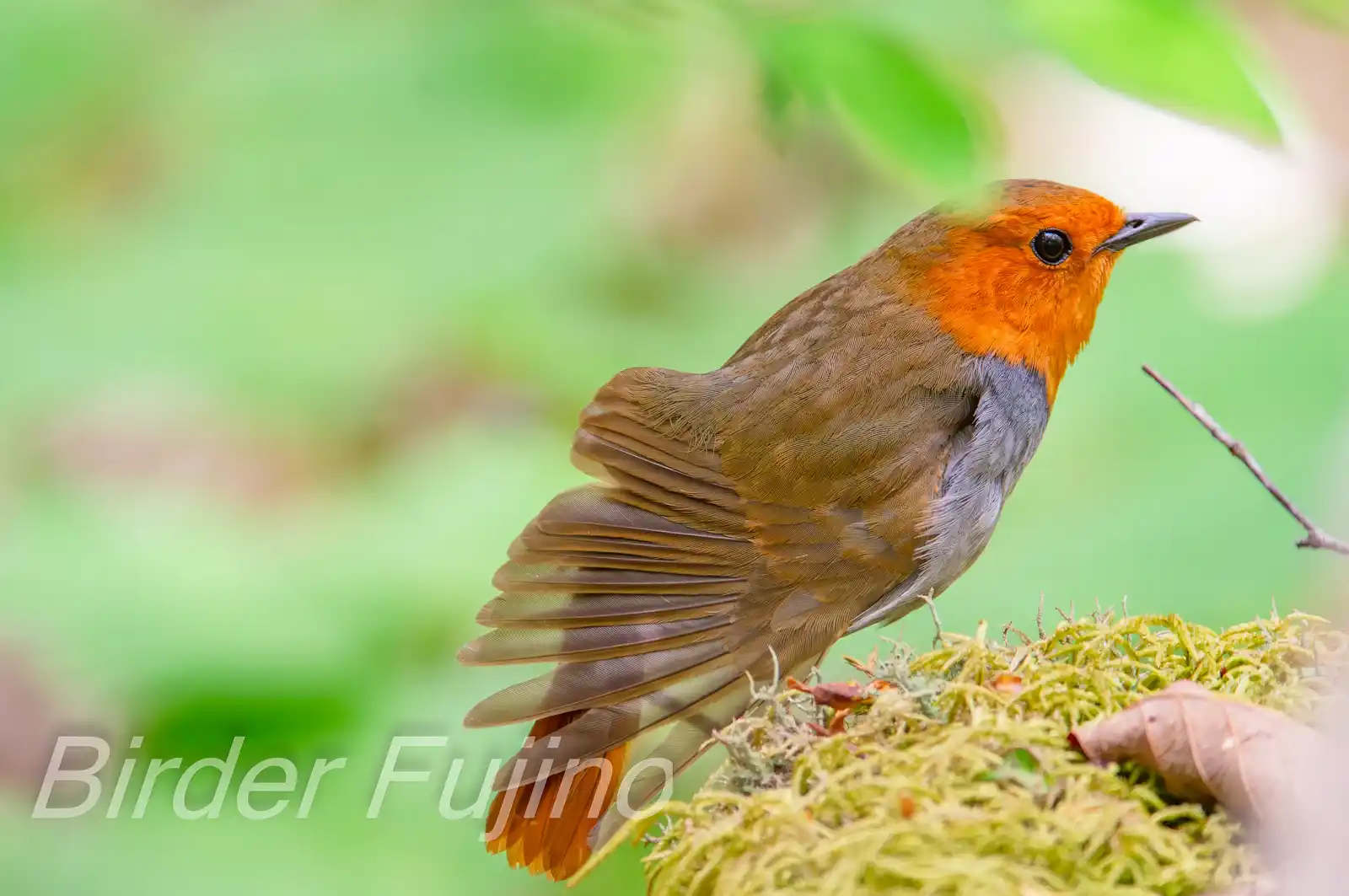 野鳥写真・コマドリの写真