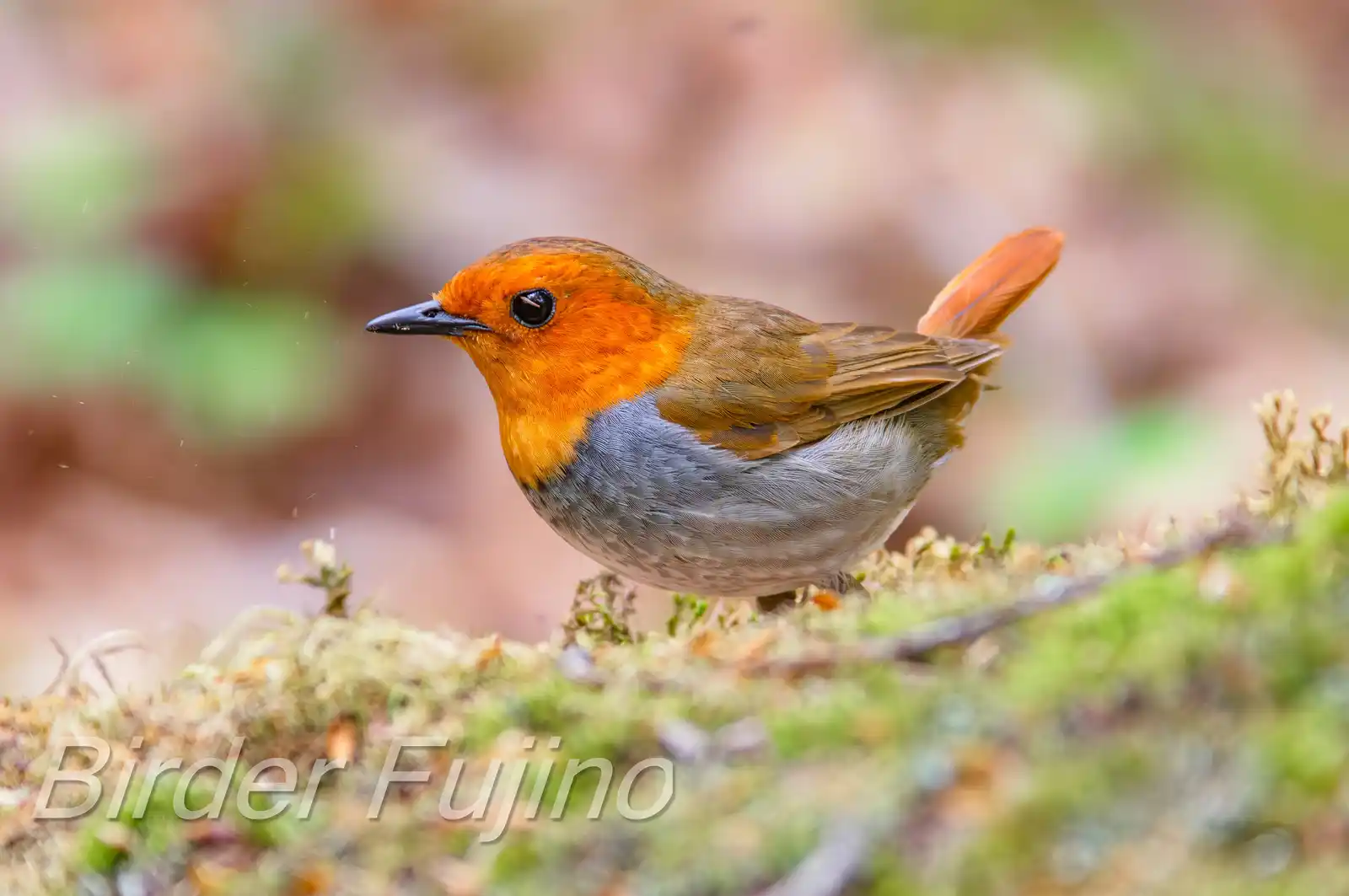 野鳥写真・コマドリの写真