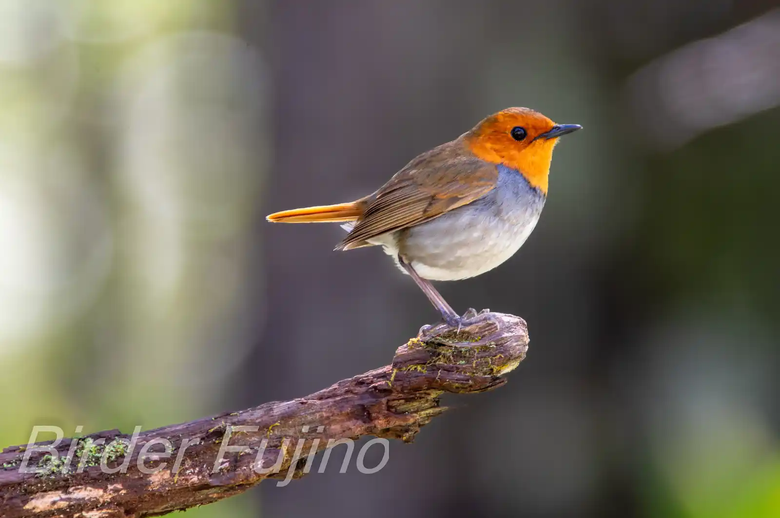 野鳥写真・コマドリの写真