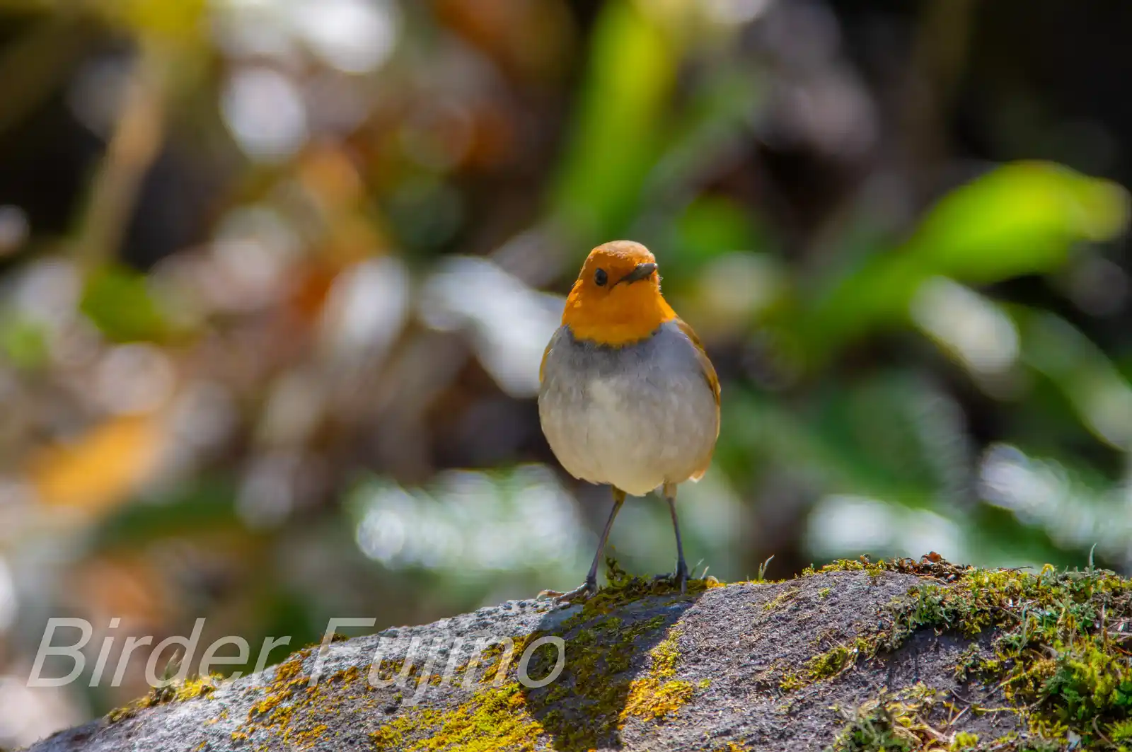 野鳥写真・コマドリの写真