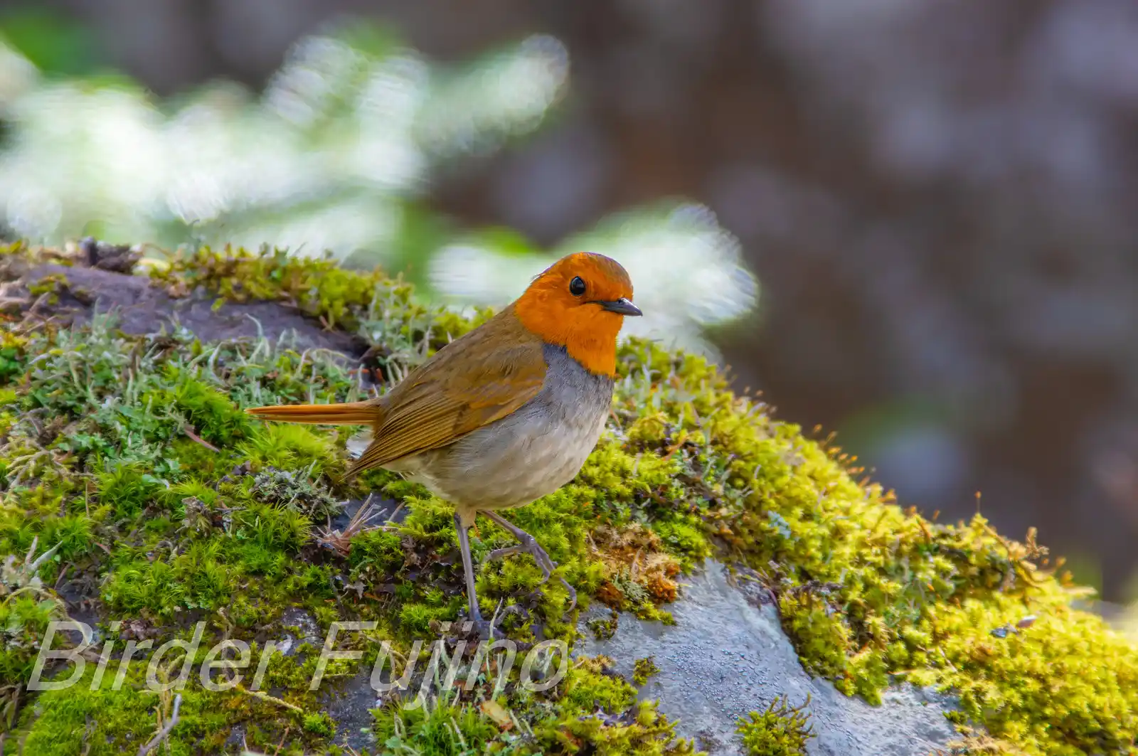 野鳥写真・コマドリの写真