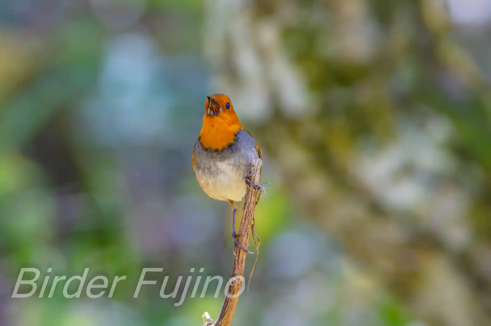 野鳥写真・コマドリの写真