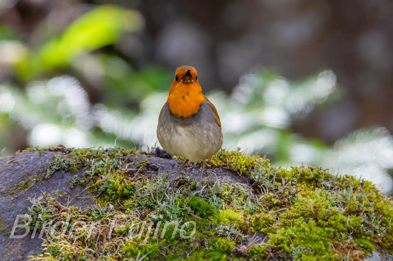 野鳥写真・コマドリの写真