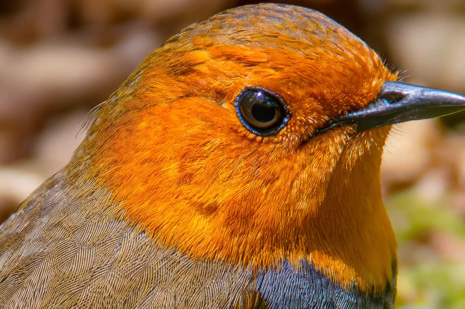 野鳥写真・コマドリの写真