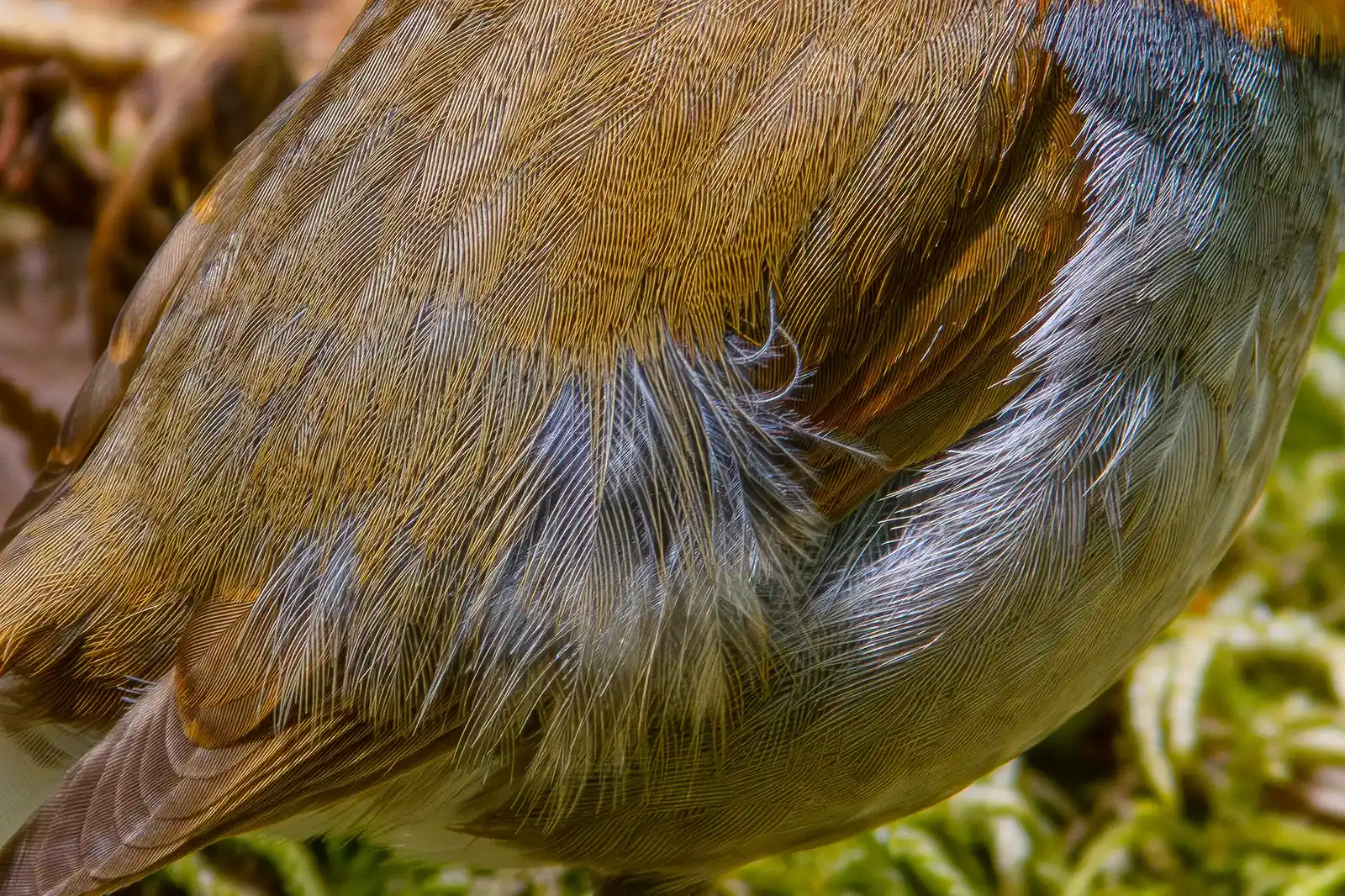 野鳥写真・コマドリの写真