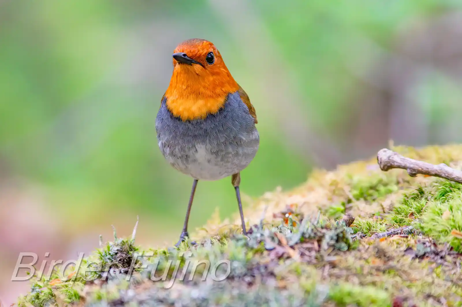 野鳥写真・コマドリの写真