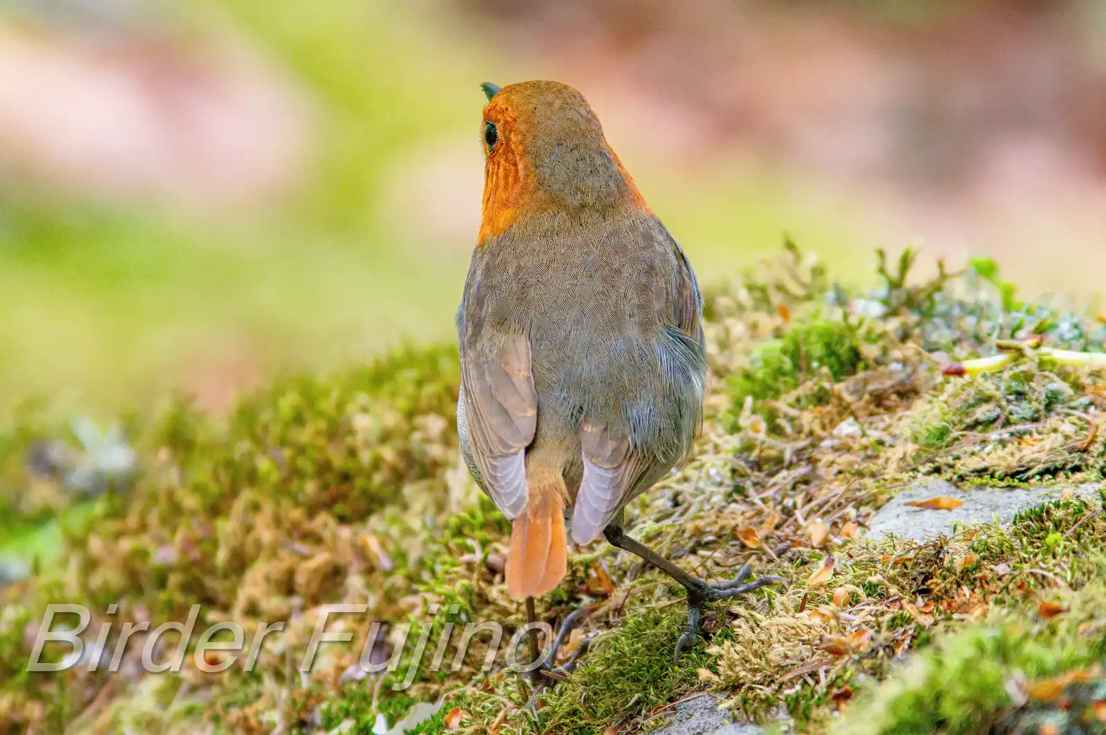 野鳥写真・コマドリの写真