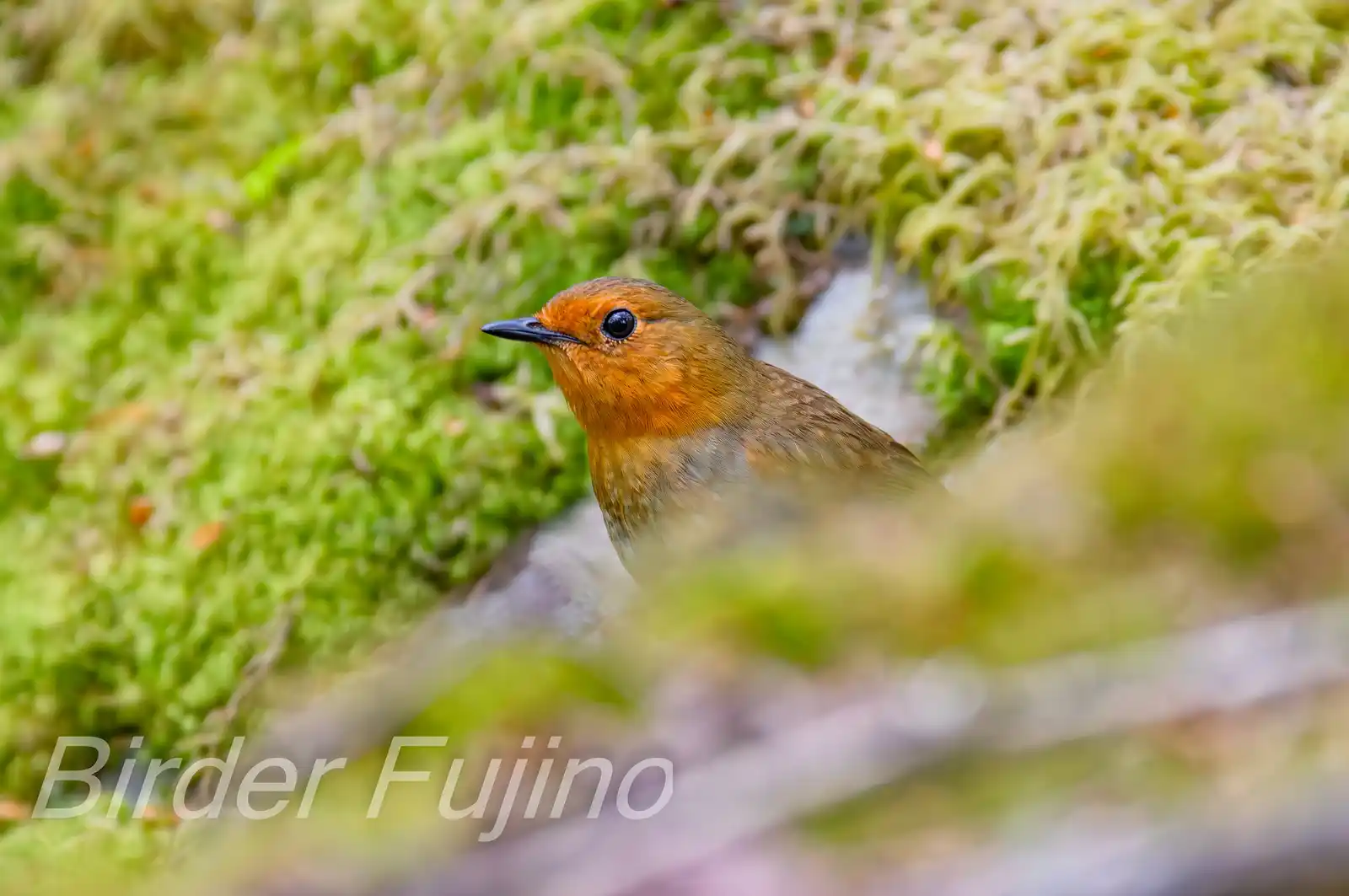 野鳥写真・コマドリの写真