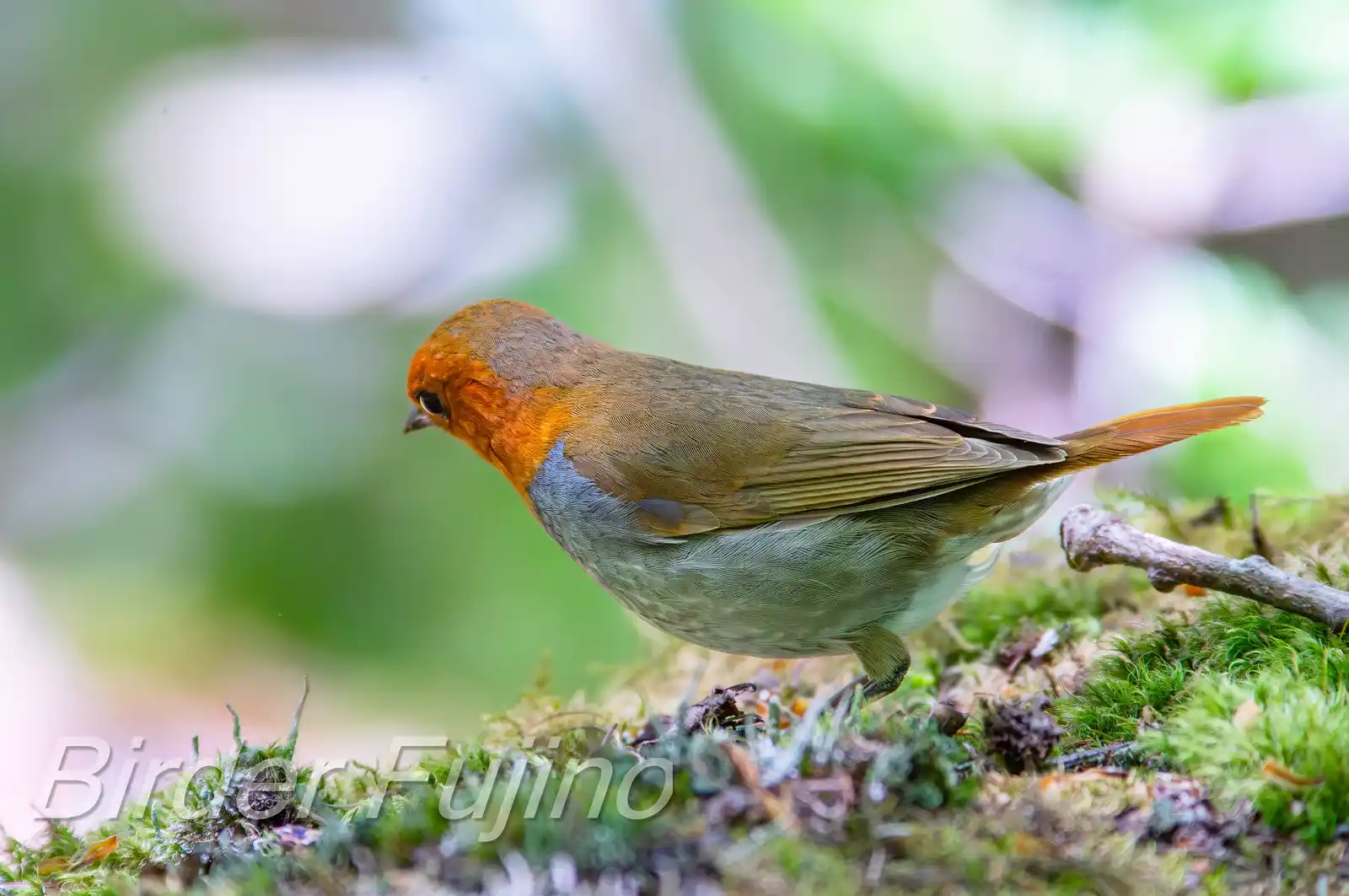 野鳥写真・コマドリの写真